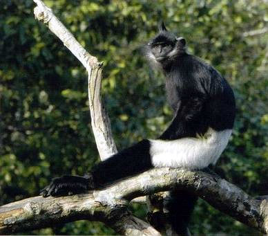 Quy hoạch Công viên động vật hoang dã quốc gia đầu tiên tại Việt Nam