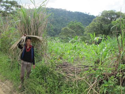 Bỏ quên một dự án giữa rừng?