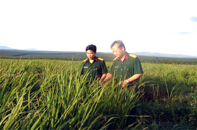 Công ty 74: Cho dân mượn 600 ha đất để trồng lúa