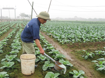 Mập mờ rau, quả an toàn