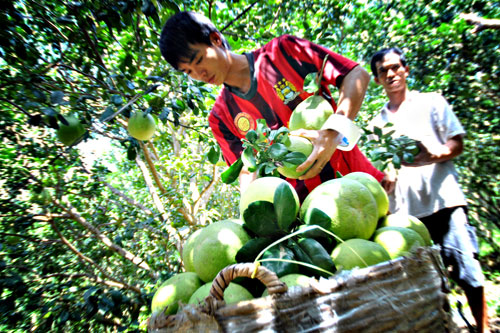 Mùa thu hoạch bưởi Năm Roi