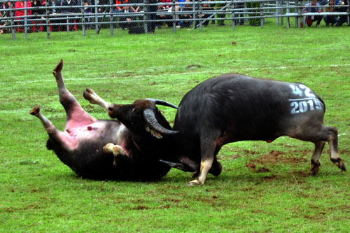 Kịch tính tại Lễ hội chọi trâu Phúc Thọ năm 2015