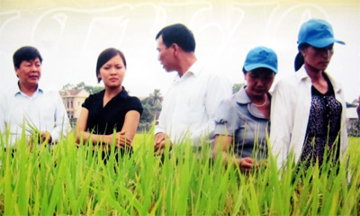 Tổng giám đốc của nông dân