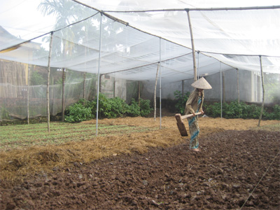 Nghề trồng rau sạch ở Tân Đức