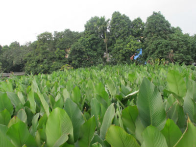 Làng lá dong Tuấn Dị chuẩn bị đón Tết