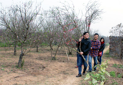 Du lịch làng hoa xuân Hà Nội