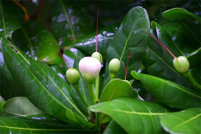 Hoa chốn phong ba!