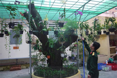 Vườn treo của Ban CHQS thành phố Nha Trang