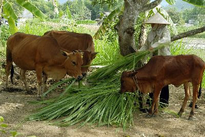 Tăng mức hỗ trợ đối với huyện nghèo