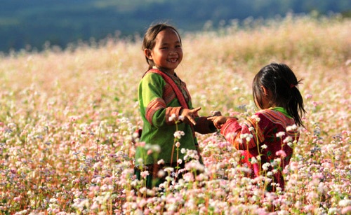 Cần có chính sách phát triển du lịch từ hoa tam giác mạch tại Hà Giang