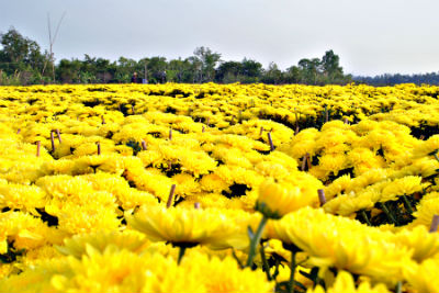 Hoa Xuân về phố