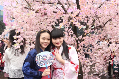 Hoa anh đào khoe sắc trong mưa xuân Hà Nội