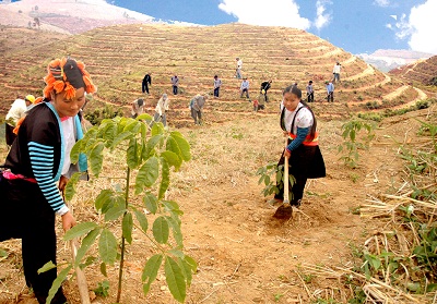 Chuyện cao su - cà phê ở Điện Biên