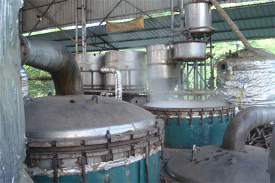 Văn Yên thơm lừng mùi quế!