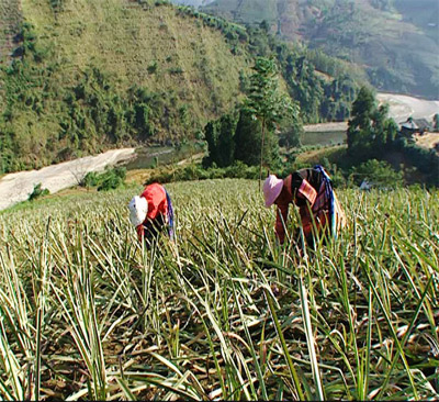 Hấp dẫn khi đề tài gần với công chúng