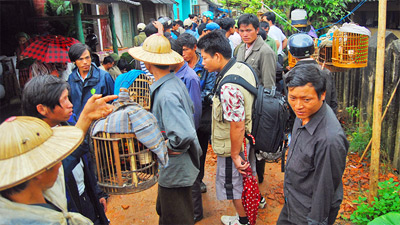 Đặc sắc chợ chim cảnh Mường Khương