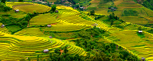 “Biển vàng” Mù Cang Chải vẫy gọi!