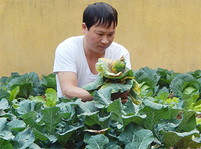 Tết này ăn “rau chính ủy”