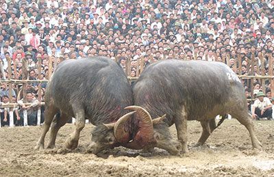 Hai lễ hội chọi trâu đầu năm