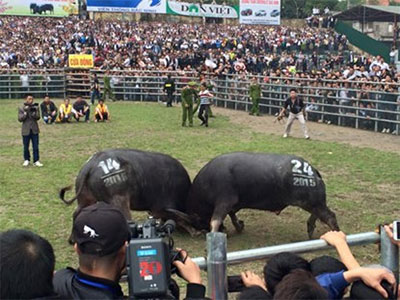 Sôi động Hội chọi trâu Báo Nông thôn ngày nay - Phú Sơn, Bắc Ninh 2015