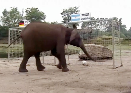 Lạc đà Shaheen chọn Argentina, voi Nelly chọn Đức