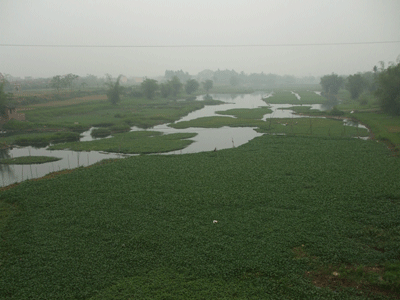 “Làm sống lại dòng sông Đáy”, chỉ là giấc mơ?