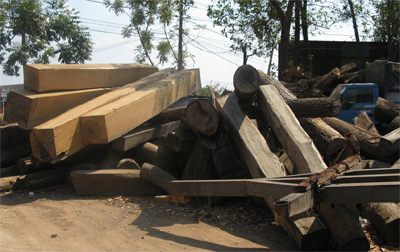 Chủ rừng bất lực