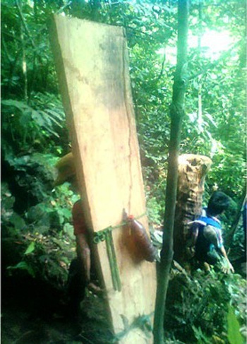 “Cuộc chiến” tranh giành gỗ sưa