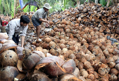 Cứu nông dân và doanh nghiệp chế biến dừa Bến Tre