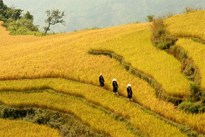 Khảo sát tour du lịch ruộng bậc thang