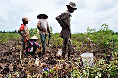 Nhức nhối nạn chặt phá rừng trái phép