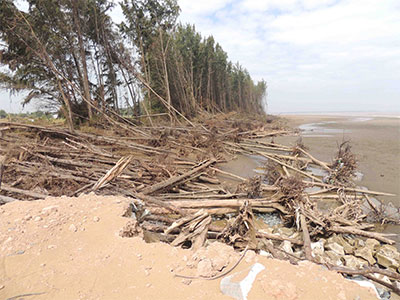 Trà Vinh: Đê biển bị xâm lấn