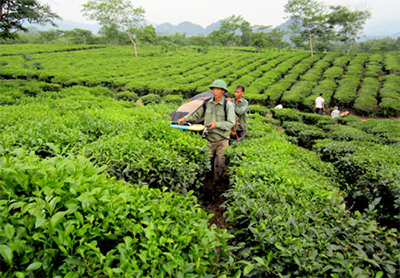 Tân Trào mùa xuân về 