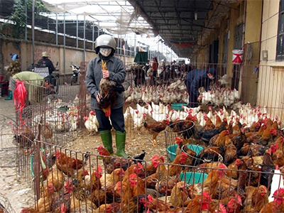 Nguy cơ bùng phát dịch cúm gia cầm
