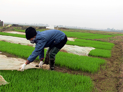 Khẩn trương chống rét cho người và cây trồng, vật nuôi