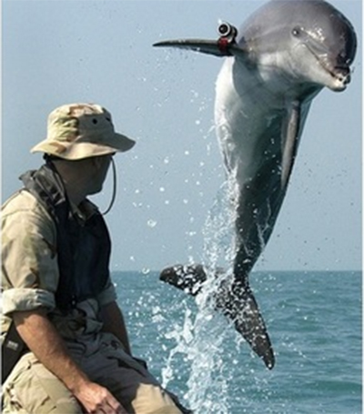 Cá heo “hải quân Mỹ” tham gia tập trận ở Biển Đen