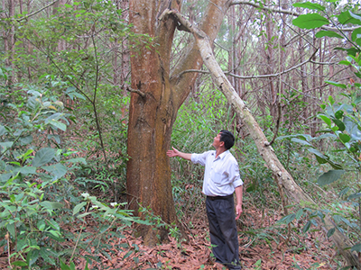 Cần bảo vệ quyền lợi chính đáng của người trồng rừng 