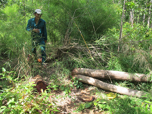 Rừng bị tàn phá, ai chịu trách nhiệm?