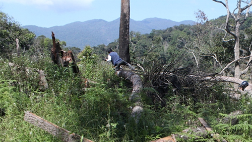 Lâm Đồng: Rừng Lán Tranh bị tàn phá nặng nề