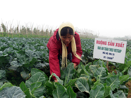 An toàn thực phẩm dịp Tết