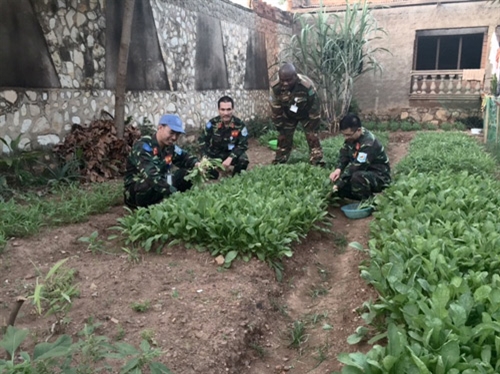 Chúng tôi tự túc rau xanh ở Trung Phi!