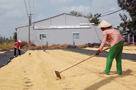 Kỳ tích hạt gạo Việt