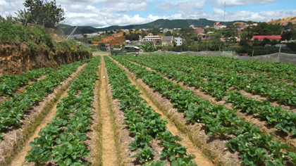 Cứu thương hiệu dâu tây Đà Lạt