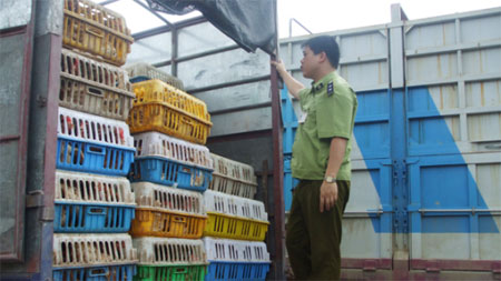 Gia cầm nhập lậu- hậu họa khó lường
