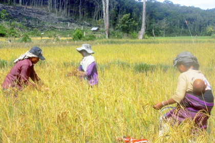 Cây lúa Việt ở bản Tăng Noong (Lào)