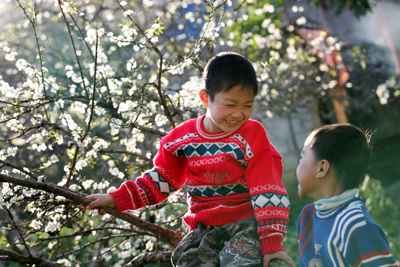 Hoa mận trắng Bắc Hà bung nở