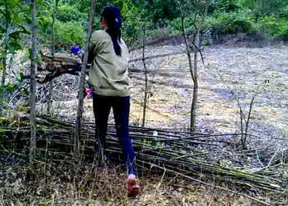 Hỗ trợ nông dân có vườn cao su chết do úng ngập