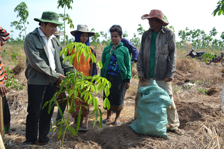 Vượt khó, trồng cao su trên đất nước Triệu Voi