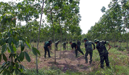 Phát triển cây cao su gắn với bảo vệ an ninh biên giới