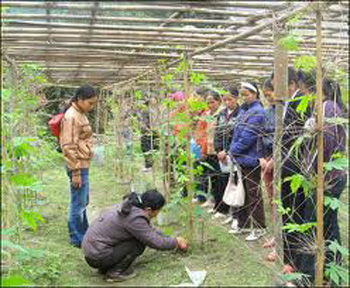 Sức vóc Vĩnh Linh